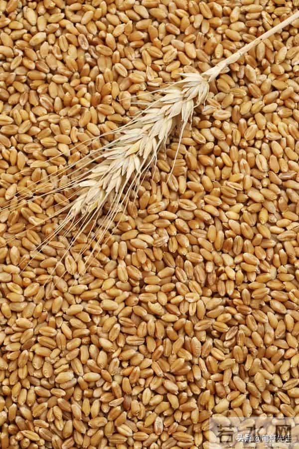 价格暴涨 5 倍!巴基斯坦小麦供应告急,4 大因素致产量连年下滑