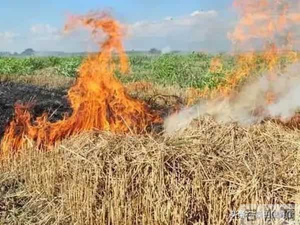 秸秆焚烧争议不休：中国新规有调整，国外做法很实在！