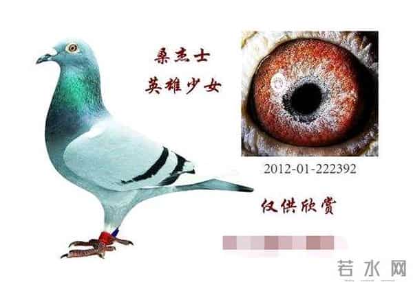 公棚全能鸽体型是这样的