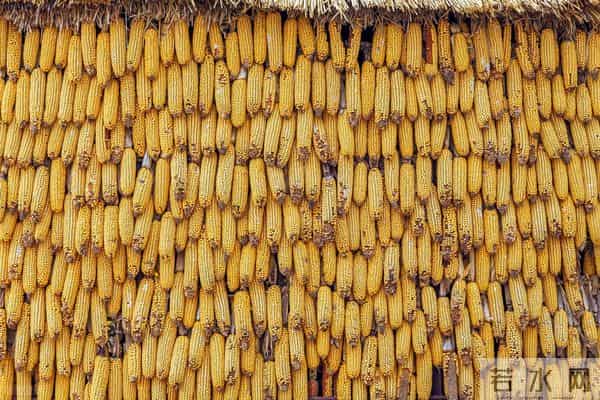 又来大事了!进口玉米将在东北拍卖,什么信号?