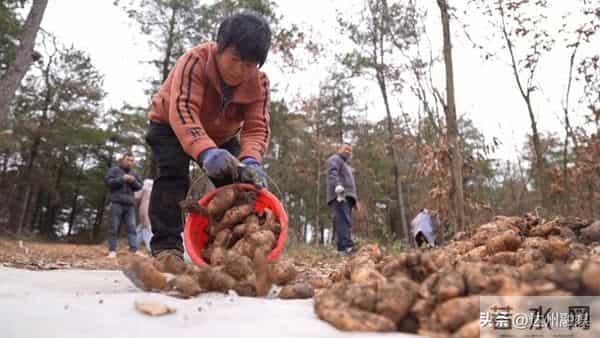 万源万亩天麻喜获丰收 高品质富硒天麻走俏市场