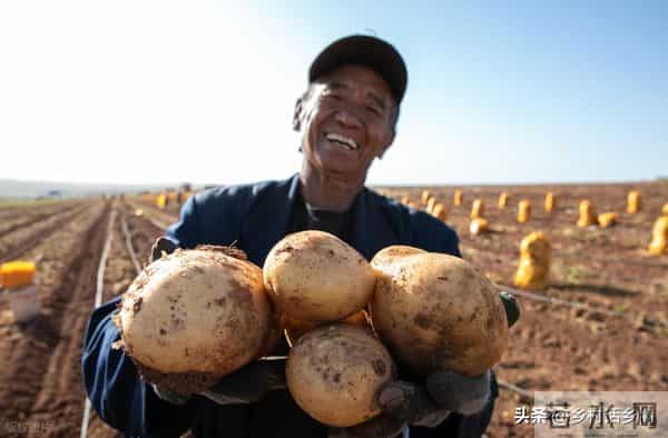 春天啥时候种土豆？啥时候开始催芽？怎么催芽？底肥用什么肥料好