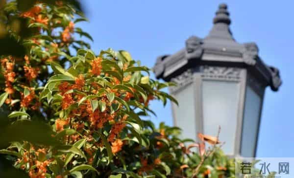 桂花树香变伤心树？专家揭密：门前种桂三大隐患，第2条直接伤财