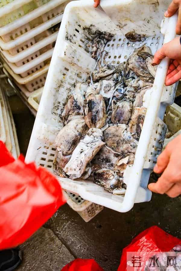 寒潮将至,渔港沸腾!今早,日照这里“鲜”货扎堆!这种鱼按筐买,4元一斤!