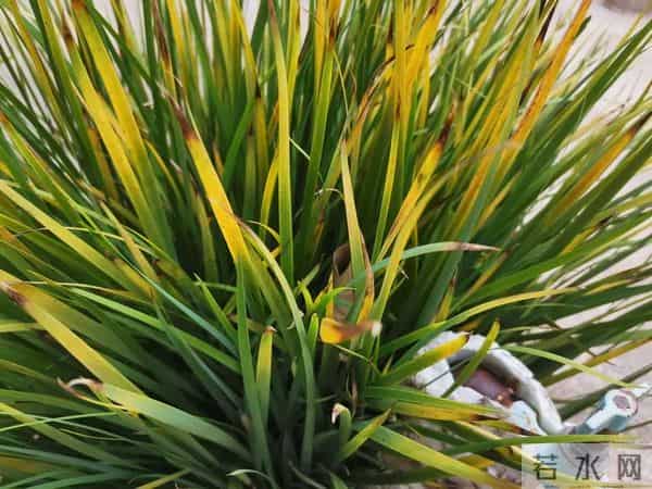 尿素这样用，肥效拉满不浪费