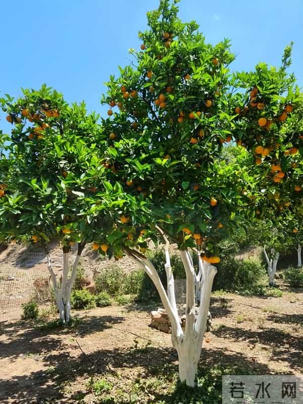 老太破坏水泥路后续:原因曝光,老太很委屈,村干部曝更多隐情