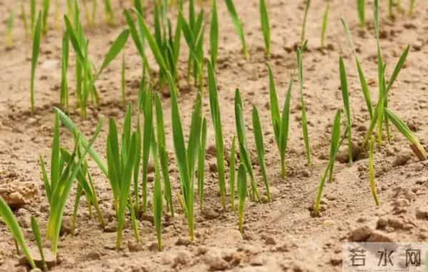 今年晚播小麦，年前只有“一根针”，年后才分蘖，还能成穗吗？