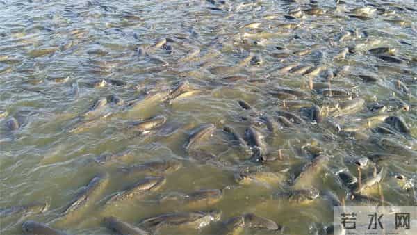 增城又一特色水产品入选“国字号”！