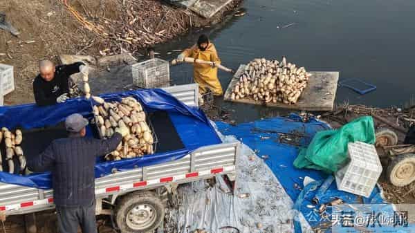 荷塘里挖出“白玉簪”——衡水市冀州区后冢村冬日采藕见闻