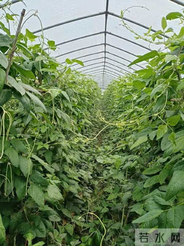 冬天这5种菜千万别买！农残超标伤肝肾，很多人天天吃