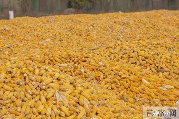 打破十年规律！12月玉米本该跌，为啥现在华北涨价、东北惜售？