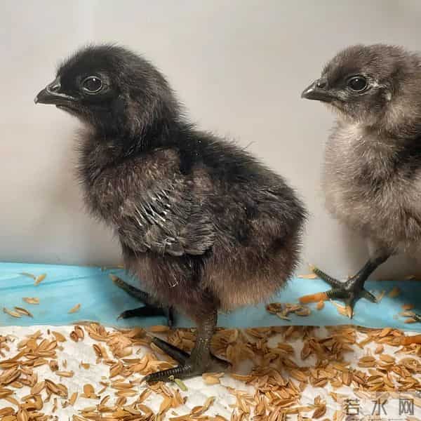 实拍农村赚钱新路子：养五黑鸡180元-只，年入10万4个技巧不踩坑