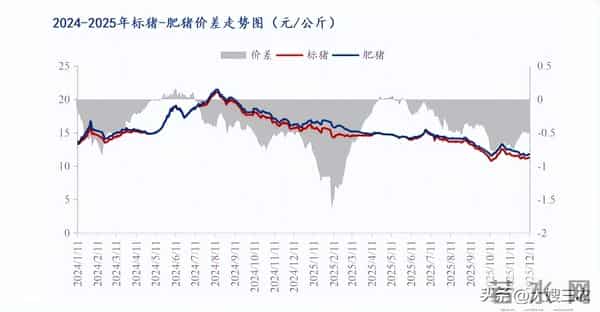 【今日猪价】12月14日 生猪价格继续反弹，十五个省份猪价上涨！