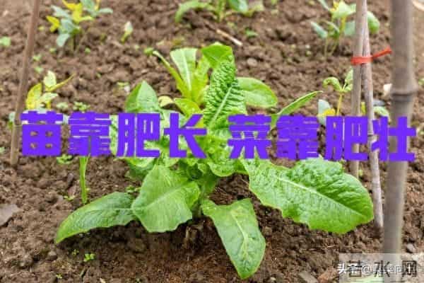 莴笋移栽后追肥有讲究！找准时间、用对肥，35天收获脆嫩大莴笋