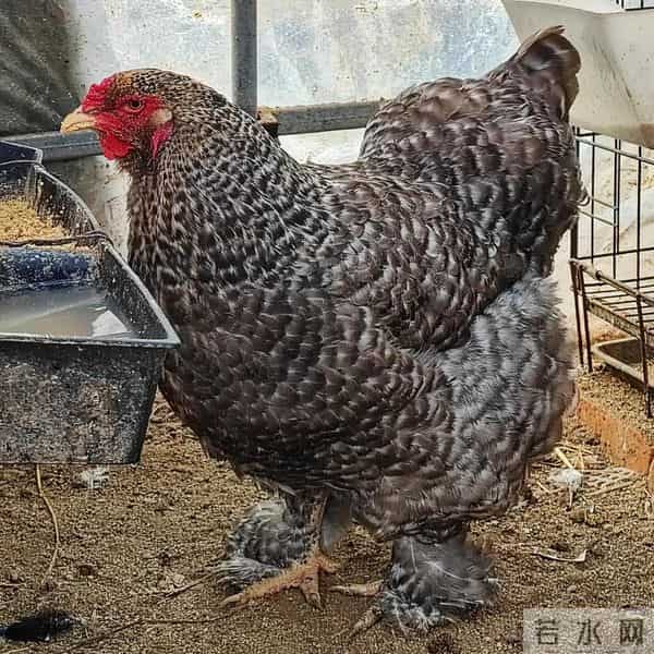 别小看芦花鸡！农村大叔养500只，一年净赚8万，方法全公开