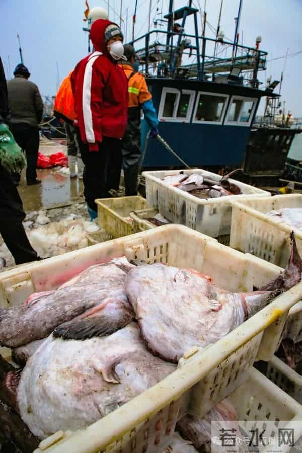 寒潮将至,渔港沸腾!今早,日照这里“鲜”货扎堆!这种鱼按筐买,4元一斤!