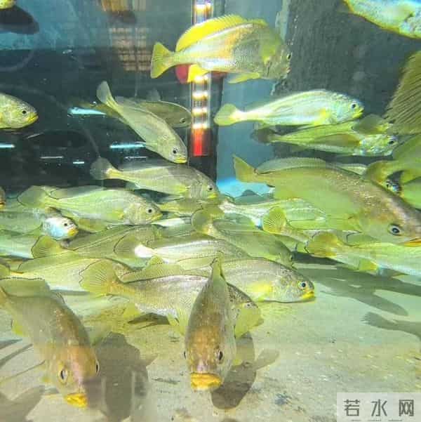 突破千亿！“海上新广东”新闻发布会透露湛江重磅信息→