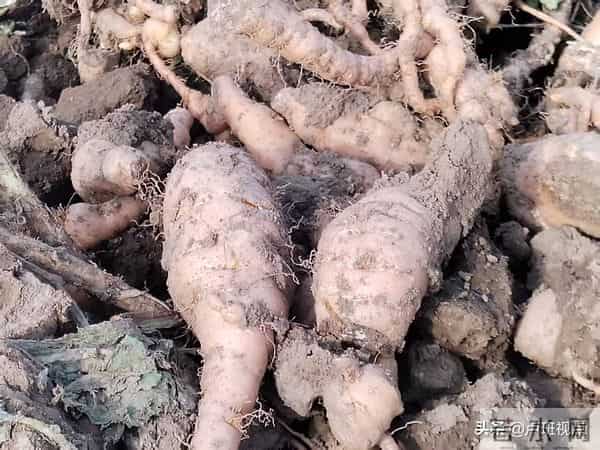 【乡村振兴信息网】孟州人在偃师种的生地“熟”了