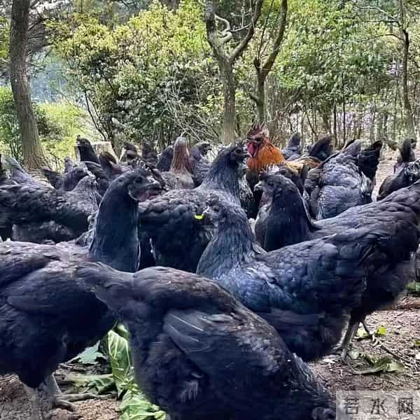 实拍农村赚钱新路子：养五黑鸡180元-只，年入10万4个技巧不踩坑