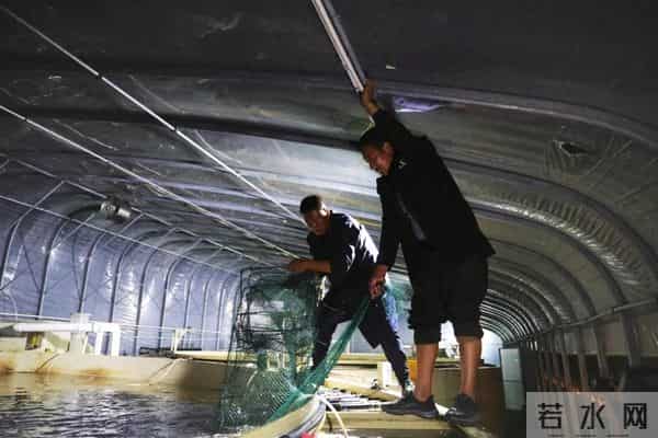 西藏林芝产的白对虾，凌晨直达拉萨！