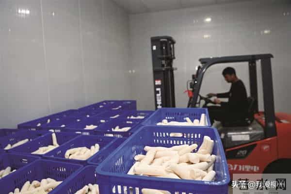 木薯“翻身”记——柳州木薯逐渐走上产业化道路