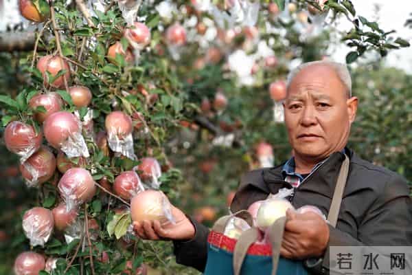种苹果不挣钱？不妨种点英格兰山楂，8~9年后，一棵能卖10000多