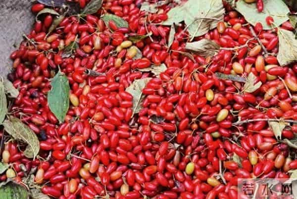 前两年躺赚，今年白干！减产六成的药材，后市还有翻盘机会吗？