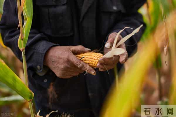 中央定了！农业要大改，2000万新农人入场