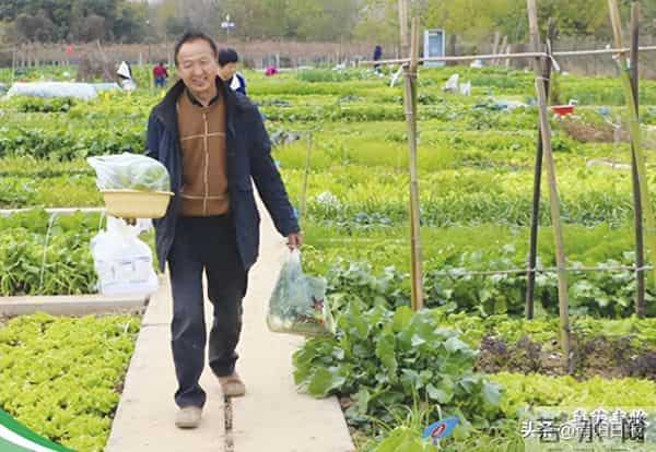 南阳共享菜园 静静流淌都市田园诗