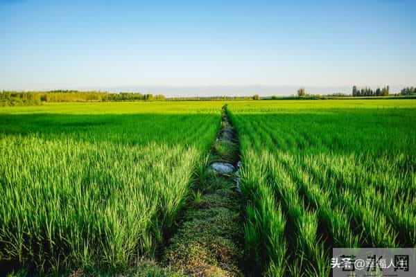 20亩地年入30万？咱村老李真干成了！