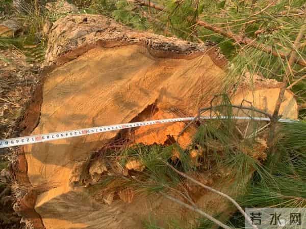 事发延平！我家祖坟的百年古树被砍了，对方耍赖不赔偿