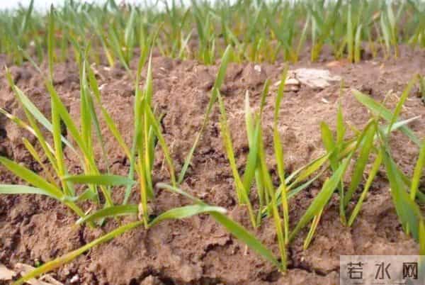 今年晚播小麦，年前只有“一根针”，年后才分蘖，还能成穗吗？