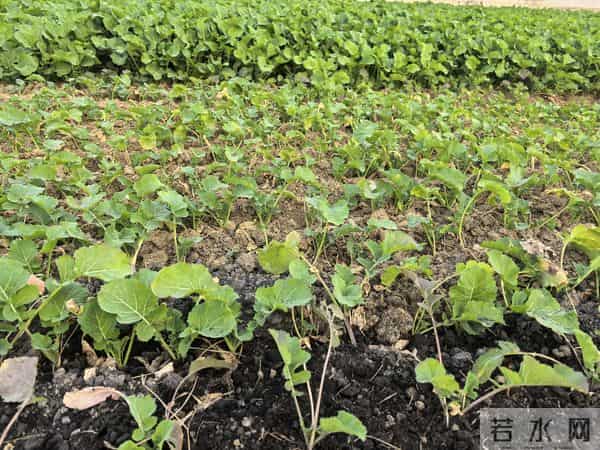 油菜越冬就抓着三招，来年油罐子满当当！