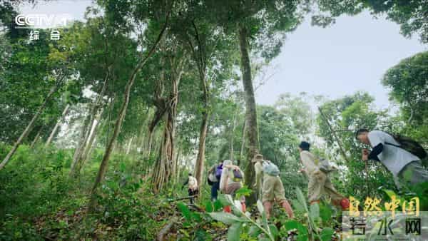 6.5亿亩林地、1万亿产值！林下万物给出的中国答案
