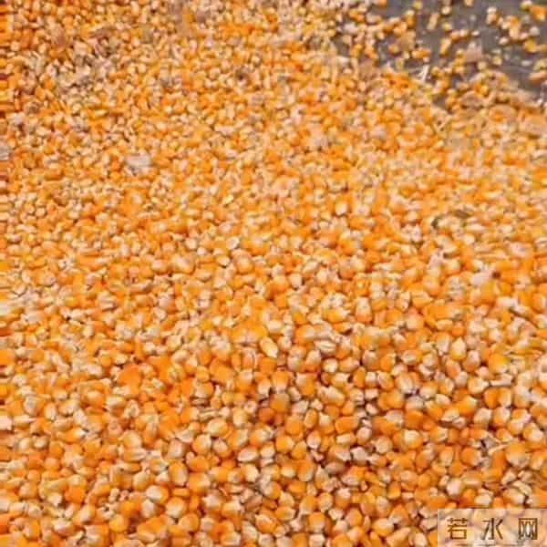 12月12号玉米最新价格出炉！