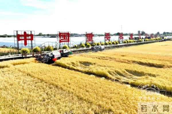 871.6亿斤！再创历史新高！连续5年超800亿斤