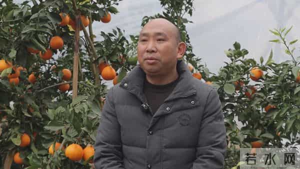 黔江千亩“红美人”迎丰收！