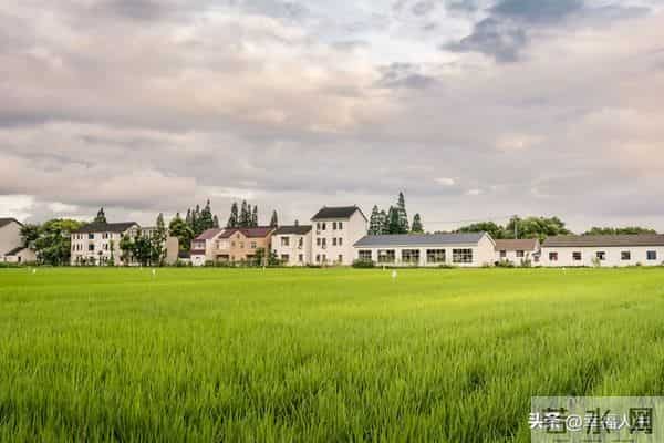 20亩地年入30万？咱村老李真干成了！