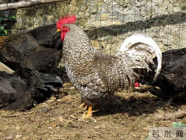 养鸡选芦花鸡还是三黄鸡，老何10年养殖经验总结，新手照选不踩坑