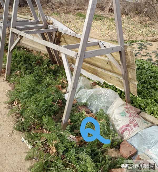 对这三类越冬菜过度保护，菜们不乐意！