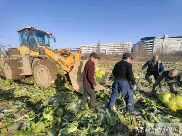 棘洪滩街道南万社区大白菜丰收，惠及千余居民