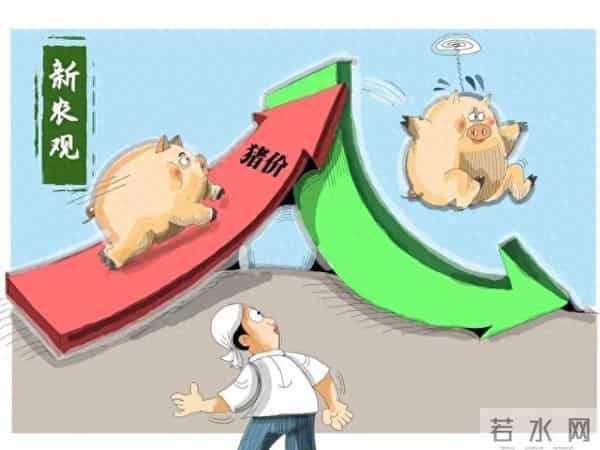 猪价提前熄火！连冬至都撑不到？可见压力不是一般的大！