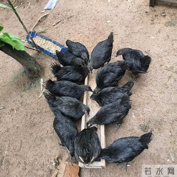 实拍农村赚钱新路子：养五黑鸡180元-只，年入10万4个技巧不踩坑