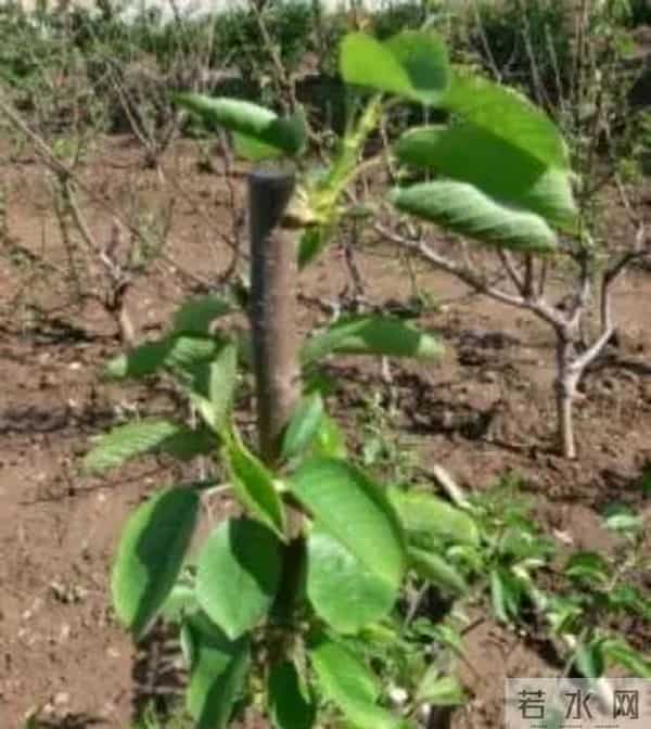 樱桃树修剪五不宜！