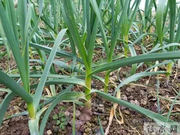 速看！大蒜冬天盖树叶，到底行不行？