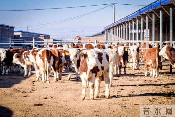 寒冬探访阳高县万头肉牛养殖基地