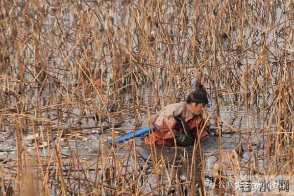荷塘里挖出“白玉簪”——衡水市冀州区后冢村冬日采藕见闻