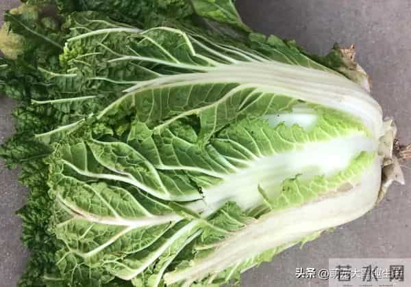 发现没？现在的人们，冬天囤白菜的人们日益减少了，原因很现实