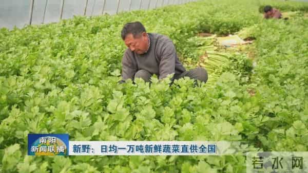 新野：日均一万吨新鲜蔬菜直供全国