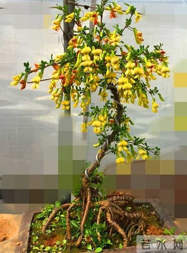 今年冬至交节在深夜！，农谚预兆：晚冬至冻死牛？准吗？早！了解